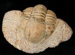 Rare Eccoptochile Trilobite - Long #15489-4